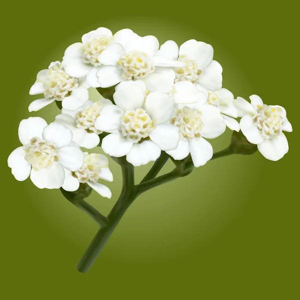 Цветы Рябины Сетка — стоковый вектор