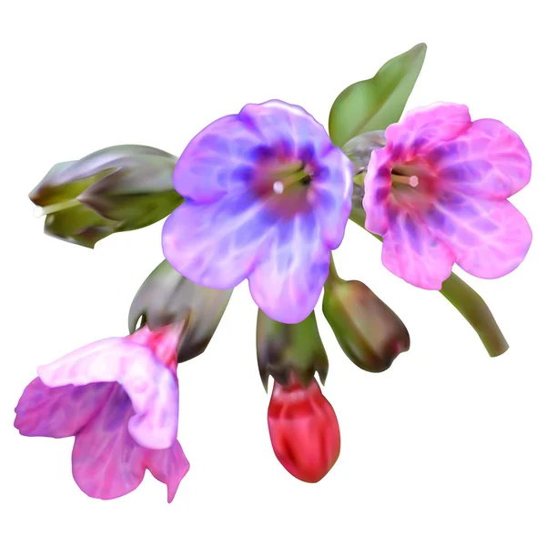 Lungwort Fleurs Rose Violet Maille — Image vectorielle