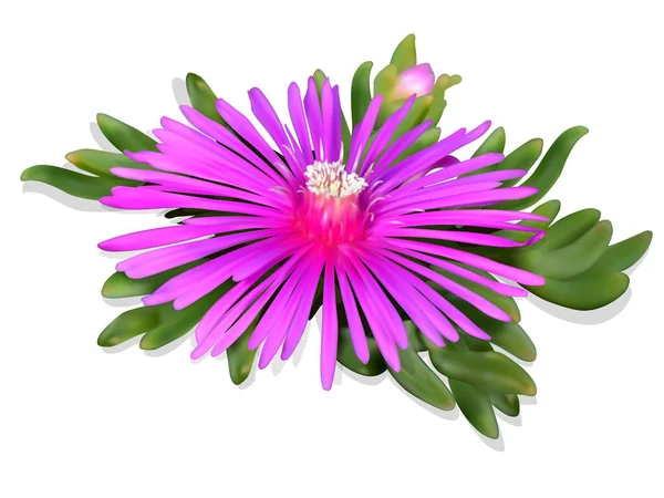 Pink Lampranthus Flower Mesh Card — Stock Vector