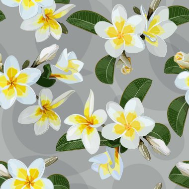 Beyaz-Sarı Plumeria çiçek sorunsuz doku