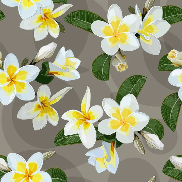 Λευκό Κίτρινο Λουλούδια Plumeria Ομαλή Υφή — Διανυσματικό Αρχείο