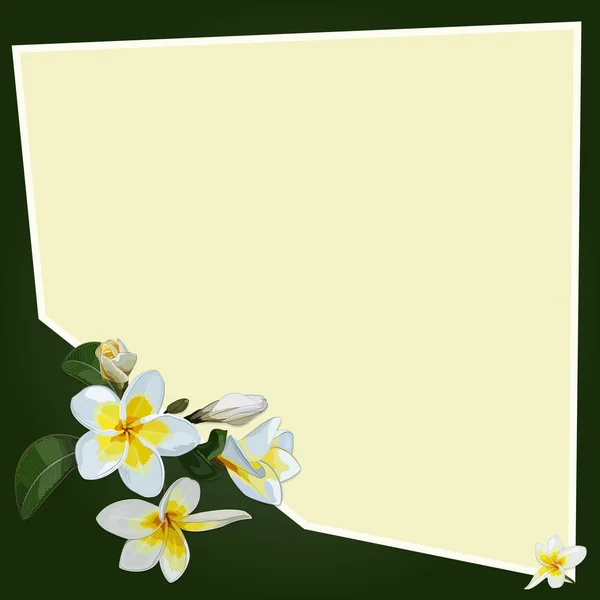 Fundo Com Flores Plumeria Branco Amarelo — Vetor de Stock