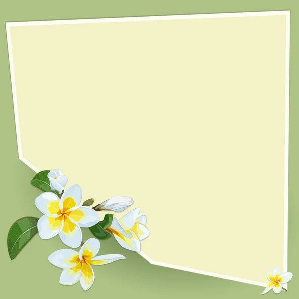 Achtergrond Met Wit Geel Plumeria Bloemen — Stockvector