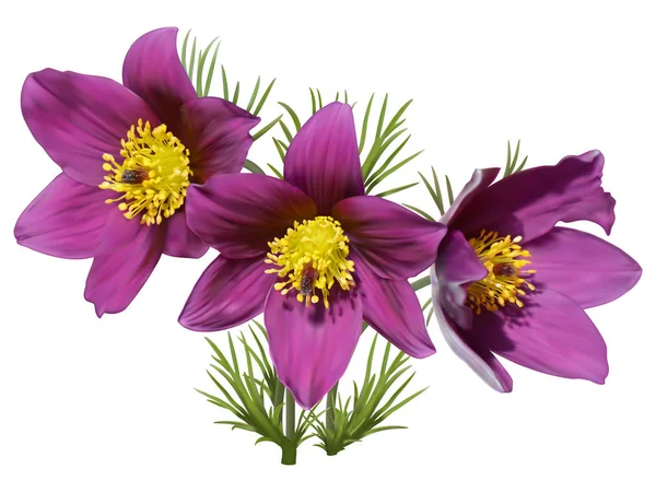 Eastern Pasqueflowers Cutleaf Anemone — Stock Photo, Image