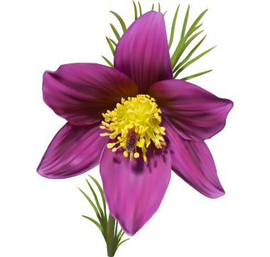 Doğu pasqueflower (cutleaf anemon çiçeği)