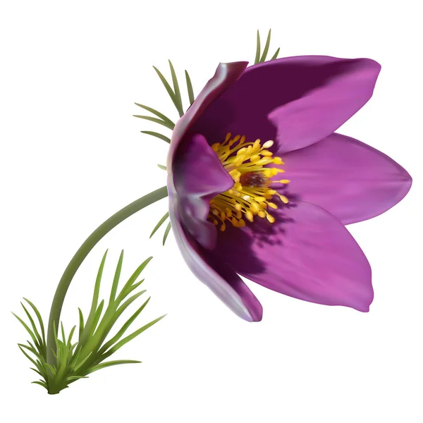 Doğu Pasqueflower Cutleaf Anemon Çiçeği — Stok Vektör