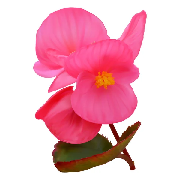 Flores Begonia Rosa Malla — Vector de stock