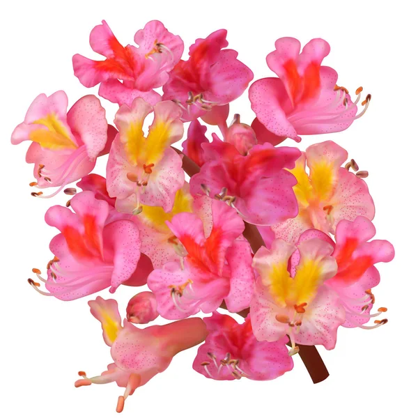 Hästkastanj Blommor Rosa — Stockfoto