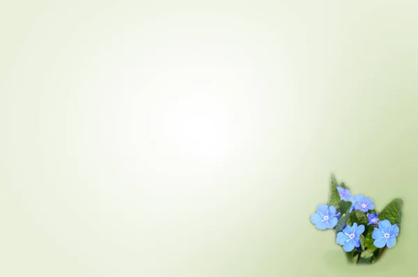 Karta Modrou Zapomeňte Nots Květiny — Stock fotografie