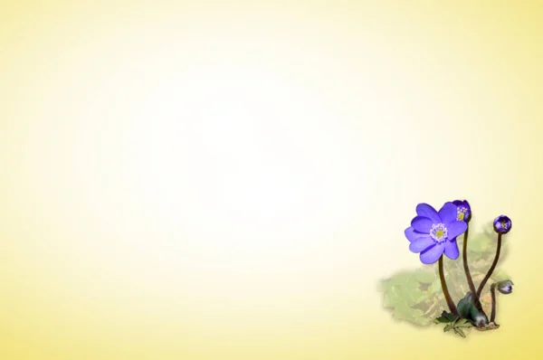 Квіти Анемони Листівка Фон — стокове фото