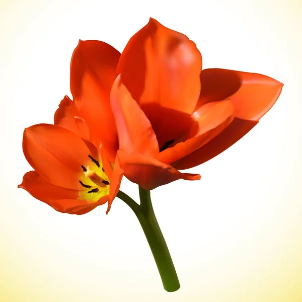 Inflorescencia Dos Flores Tulipán Rojo Amarillo — Vector de stock