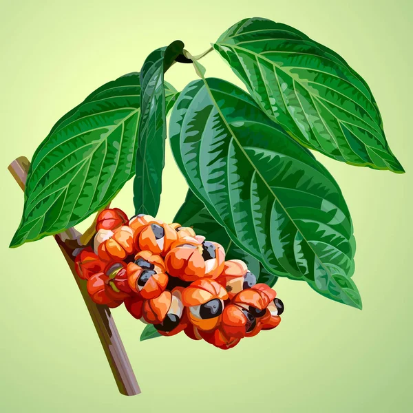 瓜拉纳的分支与叶和水果 — 图库矢量图片