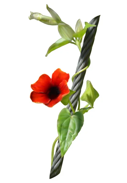 Röd Svartögda Susan Vine Flower — Stockfoto