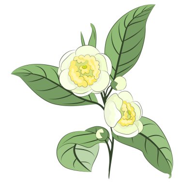 Çiçekli kamelya (çay) dal