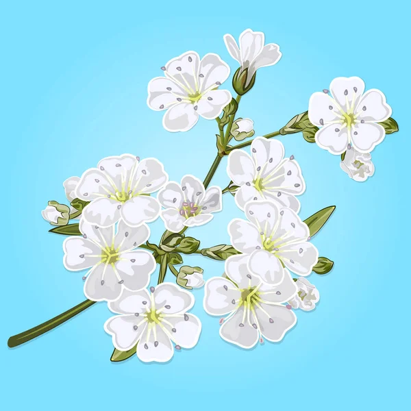 Galho Gypsophila Com Flores Brancas — Vetor de Stock