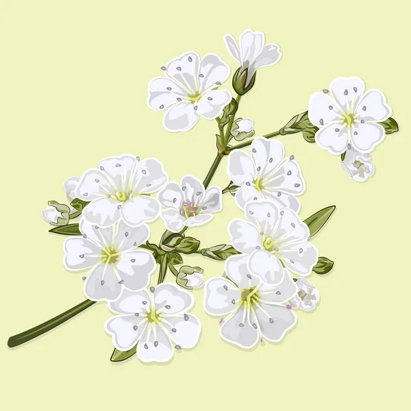 Beyaz Çiçekler Ile Gypsophila Dal — Stok Vektör