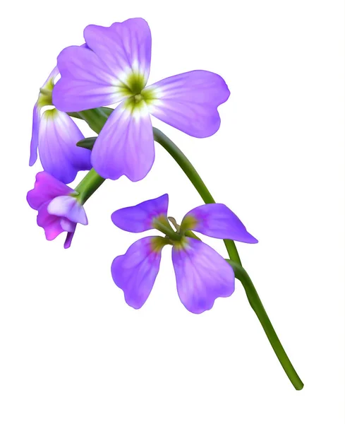 Purple Malcolmia Maritima Απόθεμα Βιρτζίνια Ταξιανθία — Φωτογραφία Αρχείου