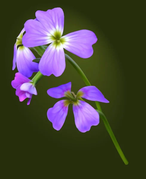 Blütenstand Lila Malcolm Mia Maritima Virginia Brühe — Stockvektor