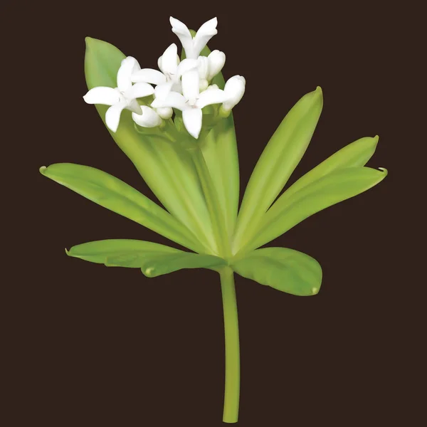 Fehér Virágzása Vajbur Édes Illatú Ágyszalma Levelekkel Háló Vektor Illusztráció — Stock Vector