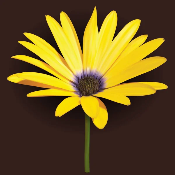 Yellow Osteospermum Африканські Мартишки Квітка Сітка Ілюстрація — стоковий вектор