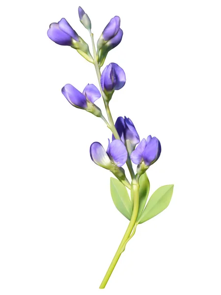 Blauer Wilder Indigo Blütenstand Netzabbildung Vektor — Stockvektor