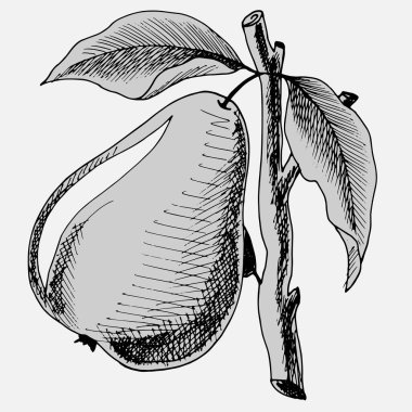 Yapraklı armutlu meyve kalem çizimi