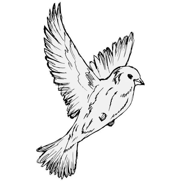 Illustrazione Vettoriale Uccello Bianco Nero Isolato Sfondo Bianco — Vettoriale Stock