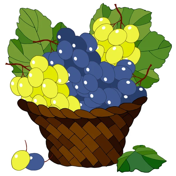 有葡萄的篮子 白色背景上的孤立物 — 图库矢量图片