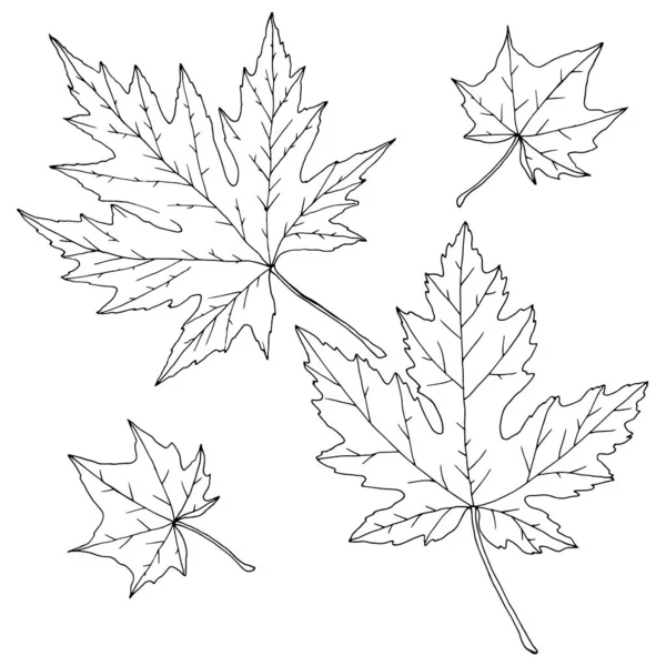 Set Daun Maple Dalam Warna Monokrom Ilustrasi Vektor Terisolasi Pada - Stok Vektor