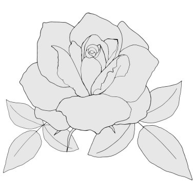 Gri tonlu güllerin çizimi, beyaz arkaplanda izole edilmiş.