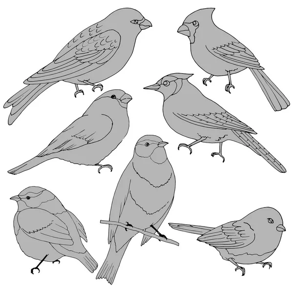 Set Images Birds Drawing Gray Colors Vector Illustration Isolate White — Stock Vector