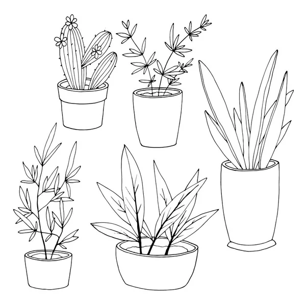 Uppsättning Element Inomhus Växter Kaktus Svart Och Vitt Vektor Illustration — Stock vektor
