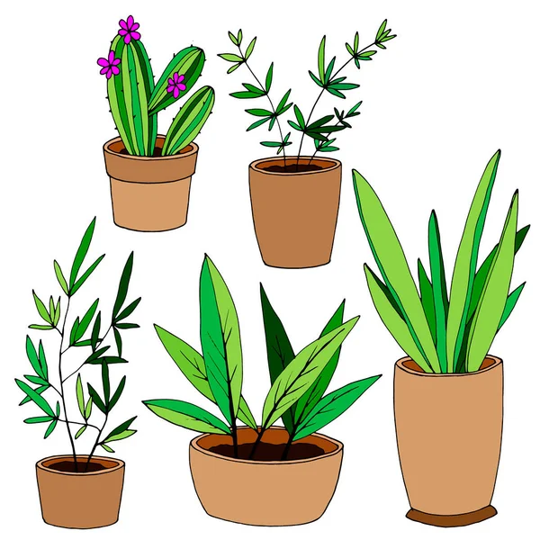 Uppsättning Element Inomhusväxter Kaktus Vektor Illustration Isolat Vit Bakgrund — Stock vektor