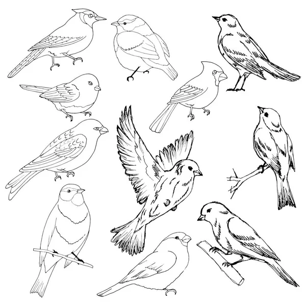 Illustration Vectorielle Différents Oiseaux Dessin Trait Isoler Sur Fond Blanc — Image vectorielle