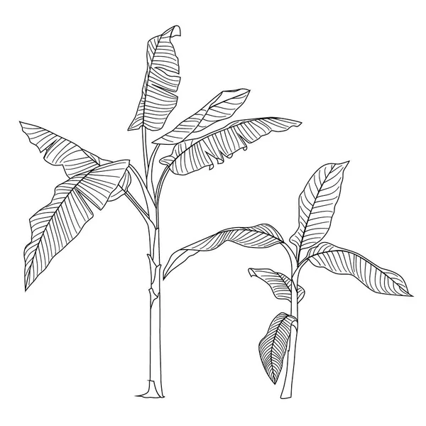 Векторная Иллюстрация Черно Белая Тропическая Растительность — стоковый вектор