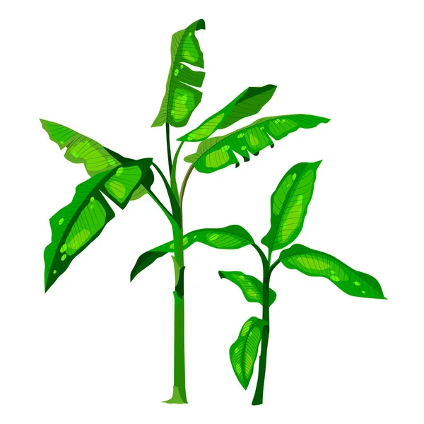 Vektorillustration Zeichnung Einer Realistischen Pflanze Mit Großen Blättern Isoat Auf — Stockvektor