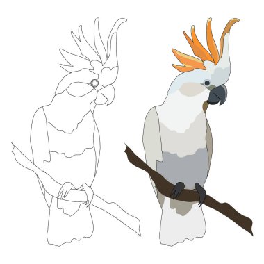 Siyah beyaz bir papağan çizmek, parlak renklerde bir papağan çizmek, vektör çizimi, beyaz arka planda izole etmek.