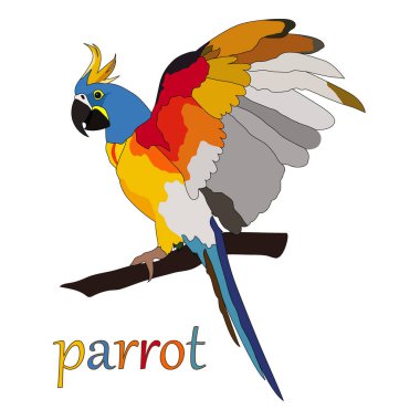 Parlak renklerde bir papağan çizmek, vektör çizimi, beyaz arkaplanda izole etmek