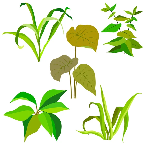 Set Tanaman Hijau Batang Herbal Daun Vektor Ilustrasi Terisolasi Pada - Stok Vektor