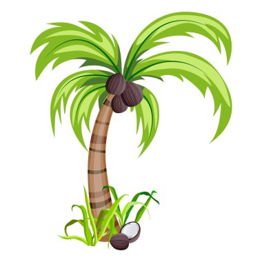 Vektör çizimi, hindistan cevizli bir palmiye ağacı resmi, beyaz arka planda izole edilmiş.