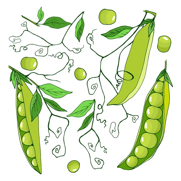 果物や葉 エンドウ豆の茎 ベクトル図 白い背景に隔離された — ストックベクタ