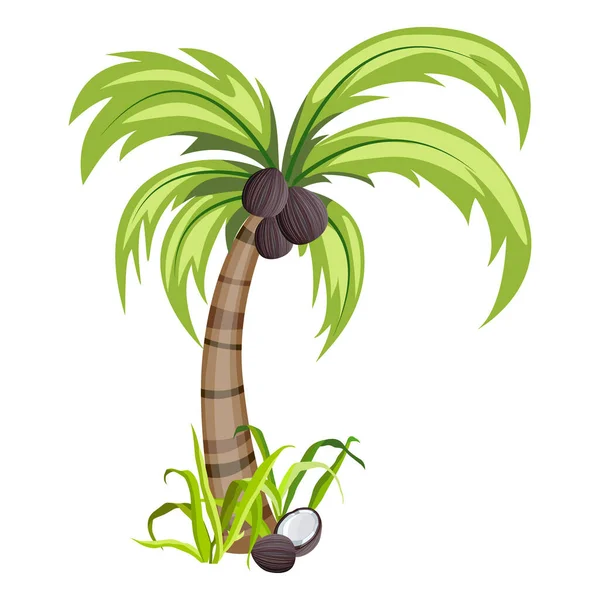 Ilustración Vectorial Imagen Una Palmera Con Coco Aislada Sobre Fondo — Archivo Imágenes Vectoriales