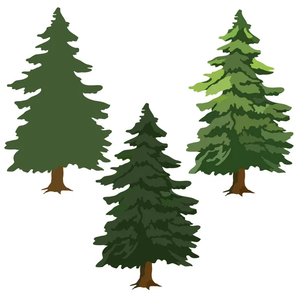 Fir Trees Drawing Pictures Green Fir Trees Vector Illustration Isolate — Stock Vector