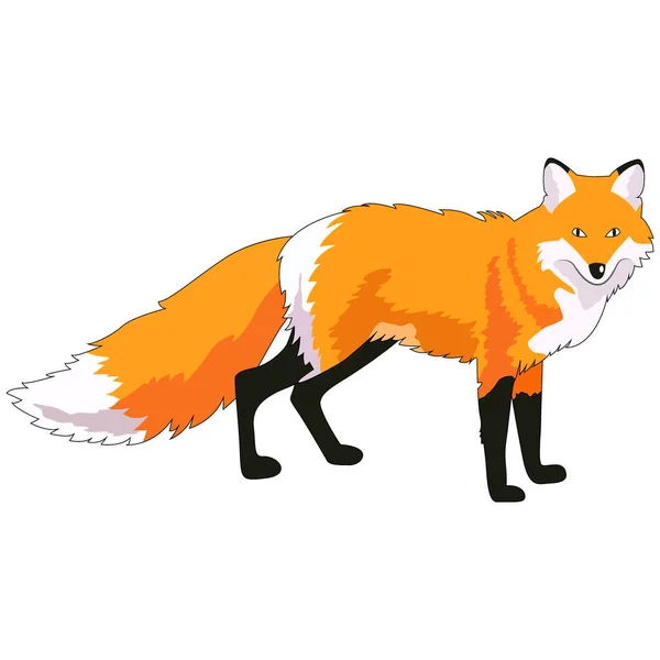 Vector Illustration Fox Image Wild Animal Isolate White Background — Stock Vector