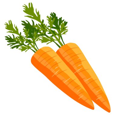 Havuç çizmek, beyaz arkaplanda izole etmek, vektör illüstrasyonu