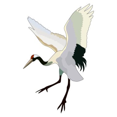 Beyaz arkaplanda çizim, izole etme, leylek resmi, vektör illüstrasyonu