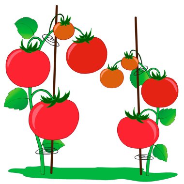 Yapraklı ve meyveli domates çizimleri, vektör çizimleri, beyaz arkaplanda izole edilmiş.