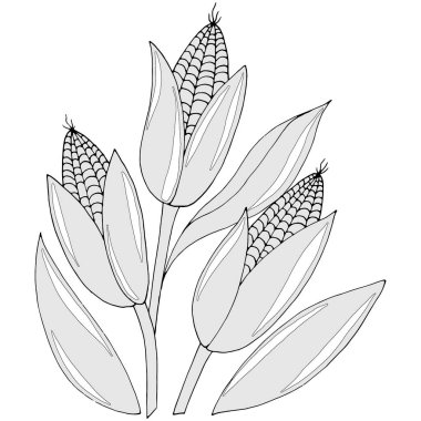 Tek renkli yapraklı mısır çizimi, vektör çizimi, beyaz arkaplanda izole