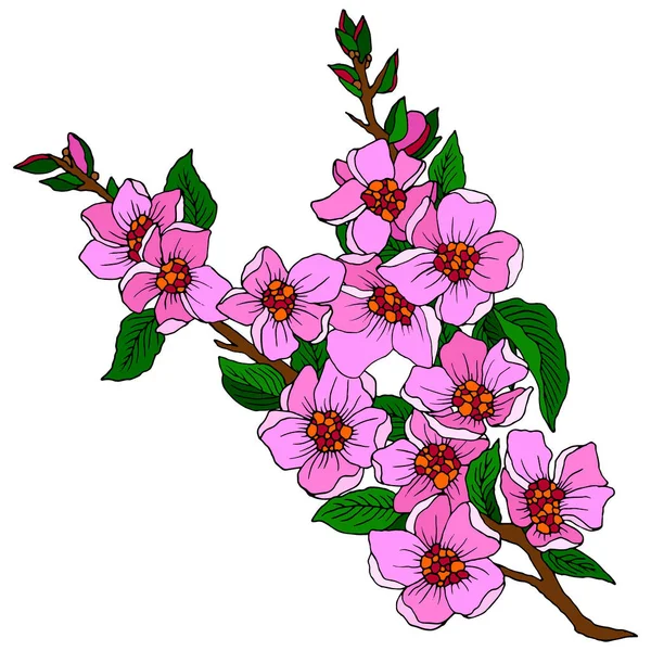 Rama Sakura Flores Color Rosa Ilustración Vectorial Aislar Sobre Fondo — Vector de stock