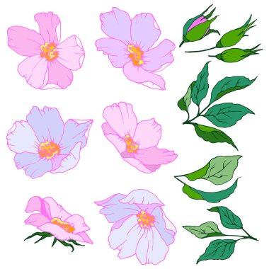 Bahar renklerinde çiçek bileşimi, vektör illüstrasyonu için elementler kümesi, beyaz arkaplanda izole